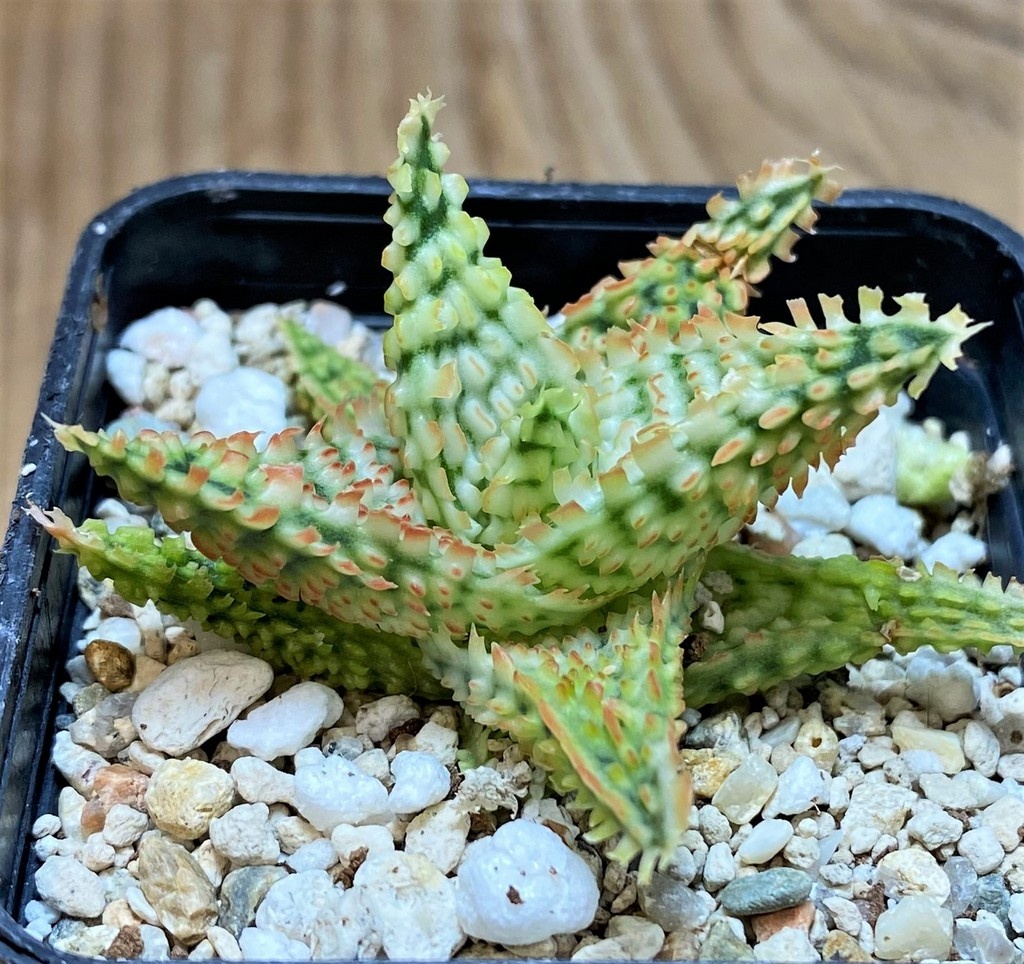 SH25983 Aloe TCT hybrid - Image 2