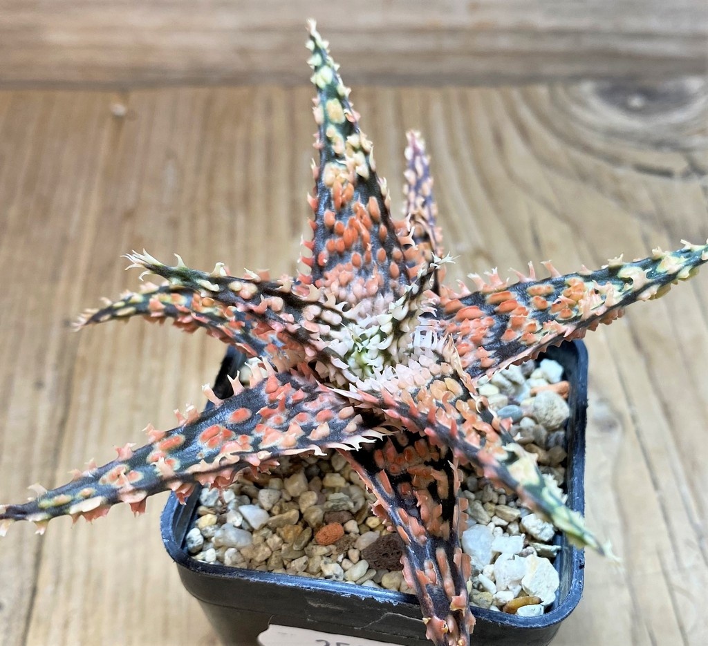 SH25984 Aloe TCT hybrid - Image 2