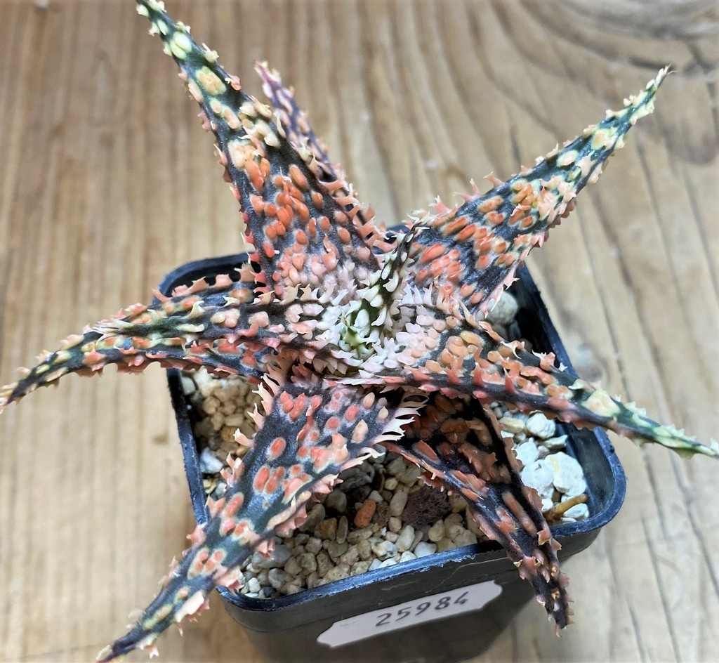 SH25984 Aloe TCT hybrid
