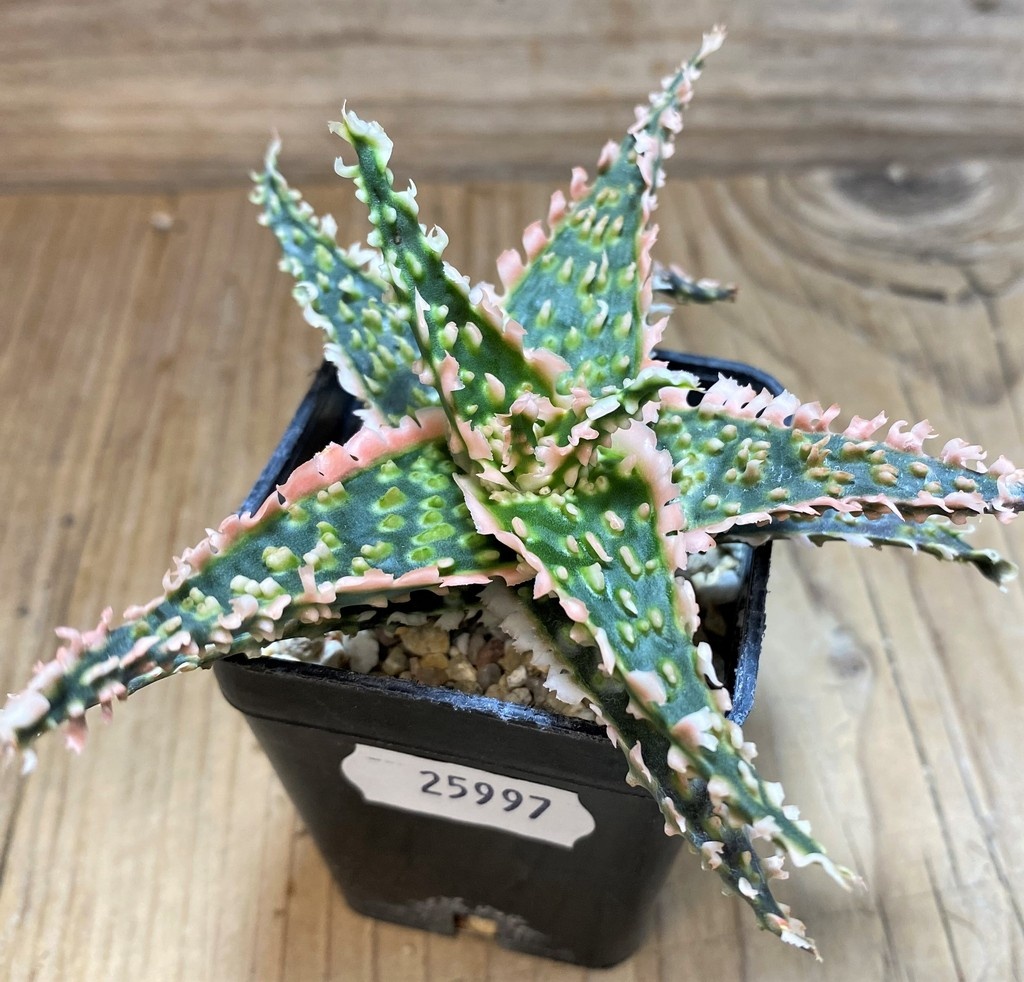SH25997 Aloe TCT hybrid - Image 2