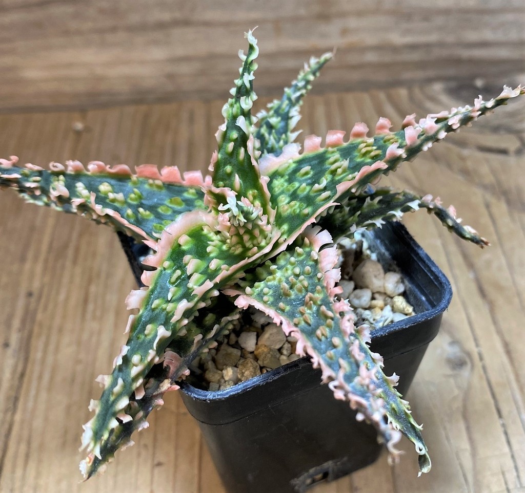 SH25997 Aloe TCT hybrid