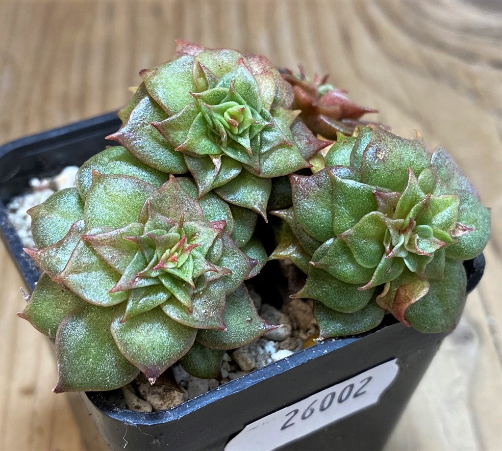 SH26002 Echeveria ‘Golden Flame’
