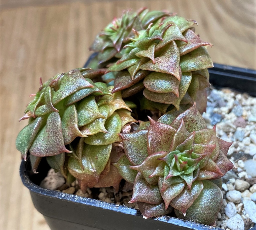 SH26002 Echeveria ‘Golden Flame’ - Image 2