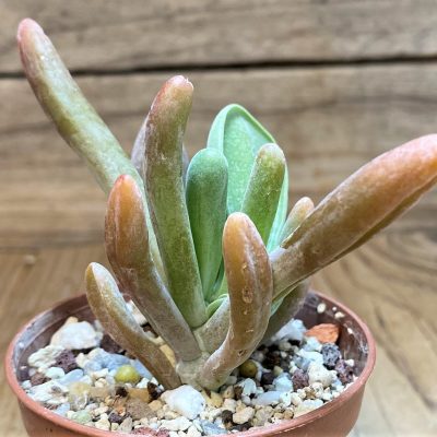 SH26008 Kalanchoe thyrsiflora ‘Monstrosa’