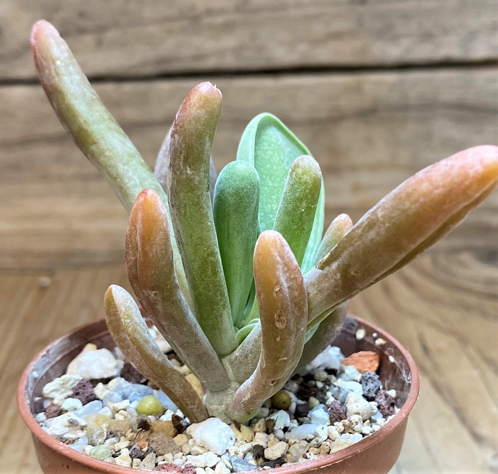 SH26008 Kalanchoe thyrsiflora ‘Monstrosa’