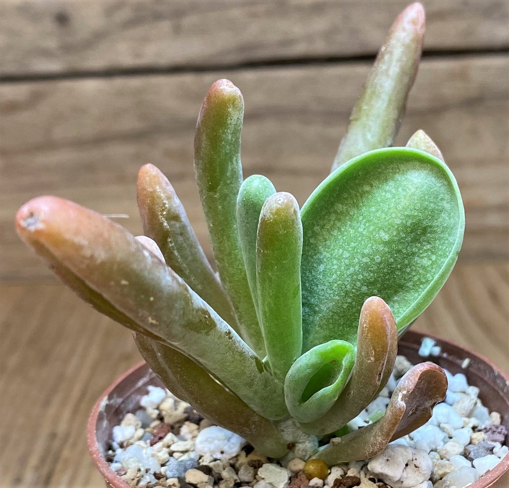 SH26008 Kalanchoe thyrsiflora ‘Monstrosa’ - Image 2