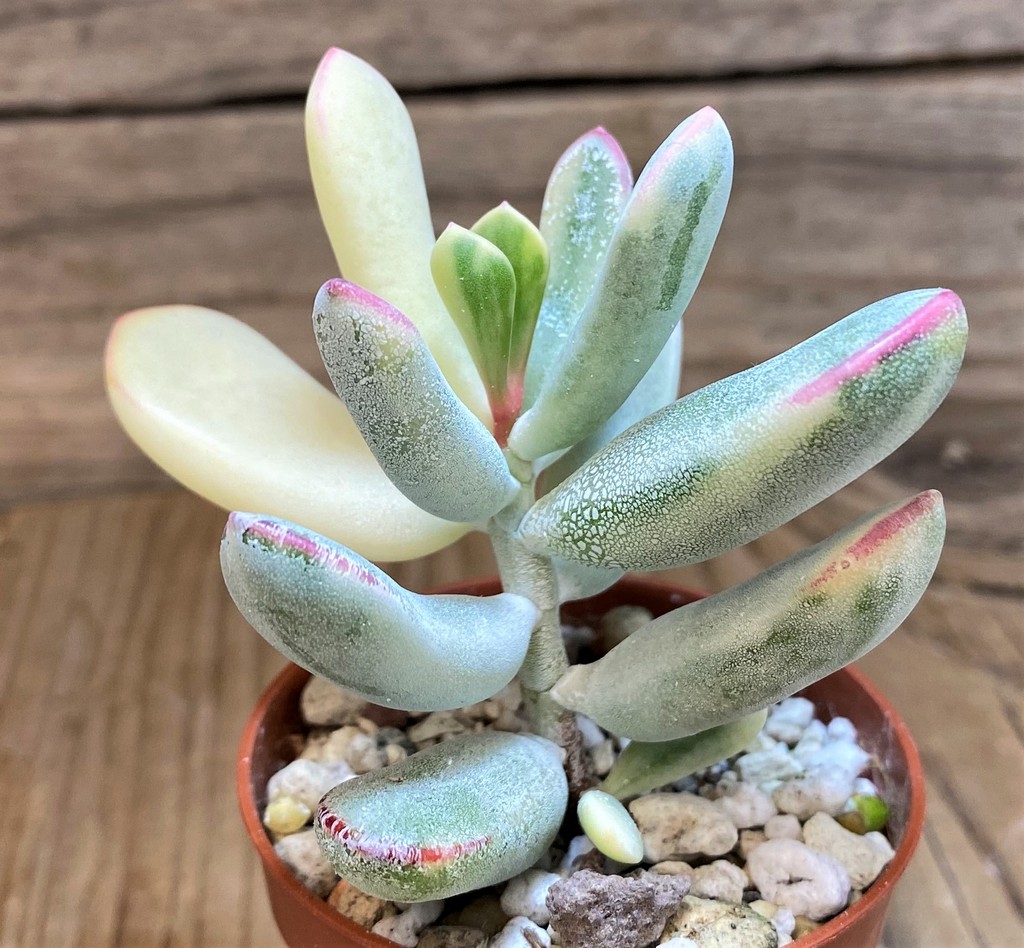 SH26010 Cotyledon orbiculata f. variegata