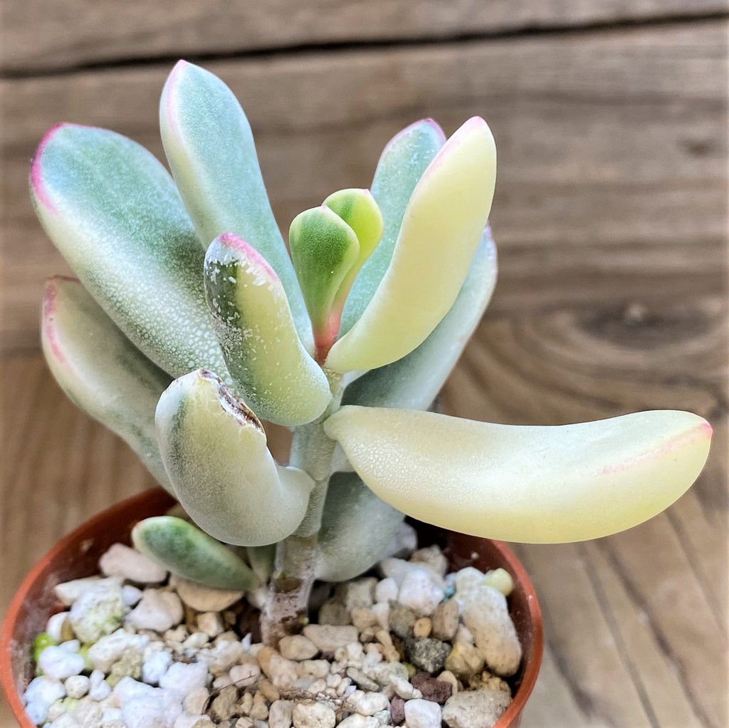SH26010 Cotyledon orbiculata f. variegata - Image 2