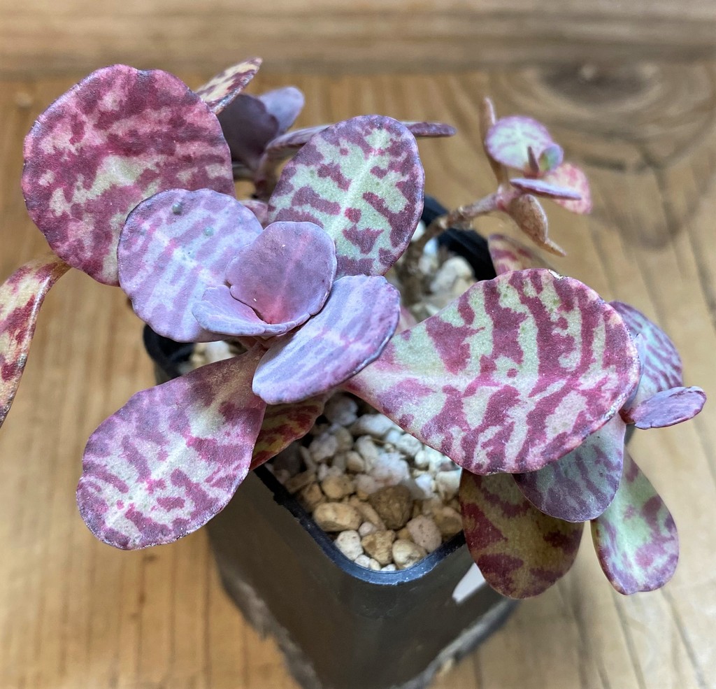 SH26011 Kalanchoe marmorata ‘Leopard’