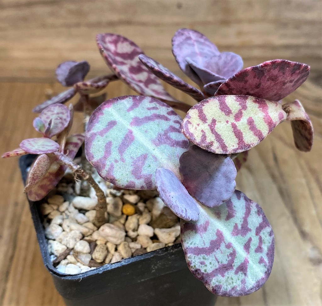 SH26011 Kalanchoe marmorata ‘Leopard’ - Image 2