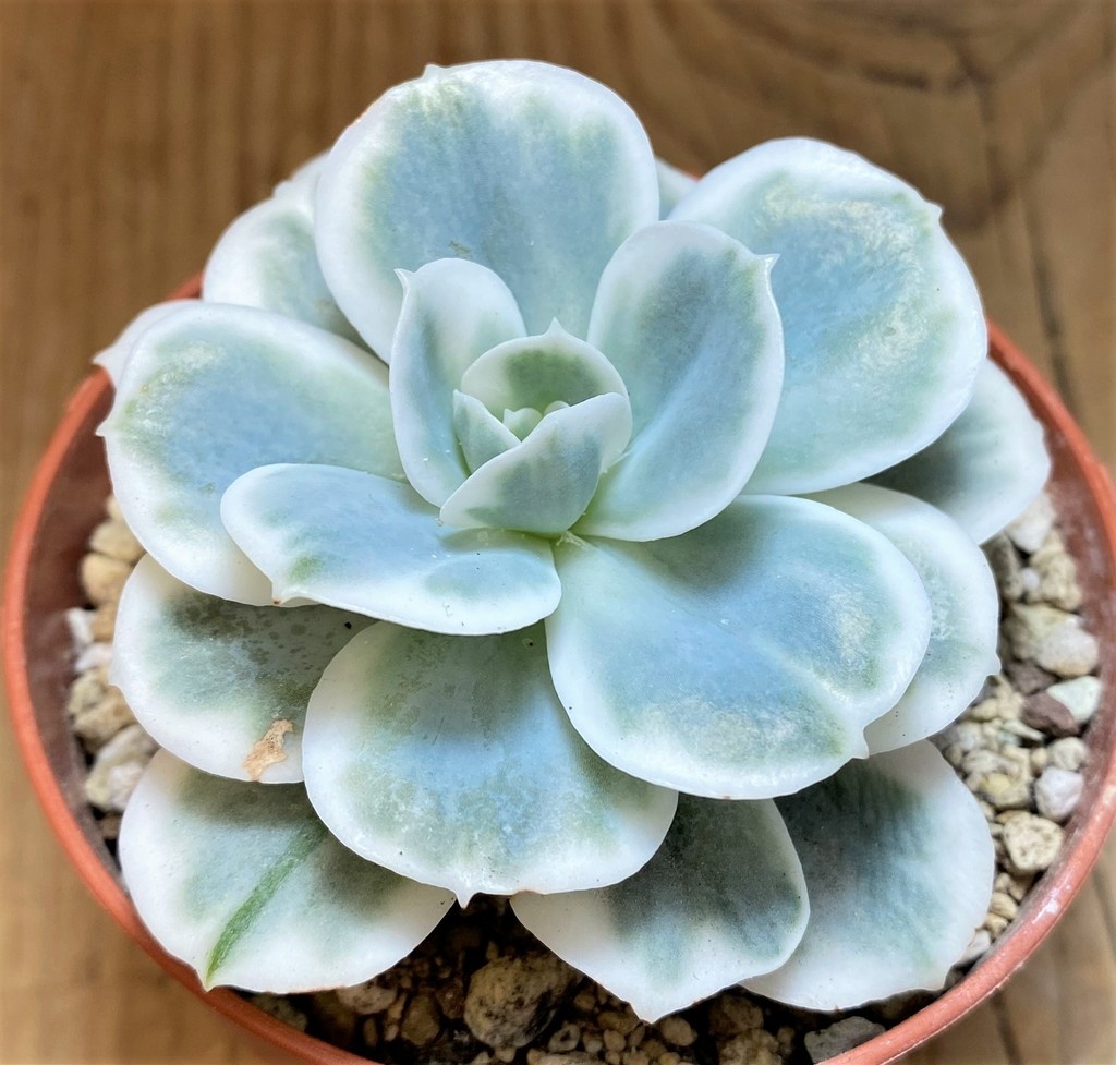 SH26014 Echeveria 'Lemon Lime' - Image 2