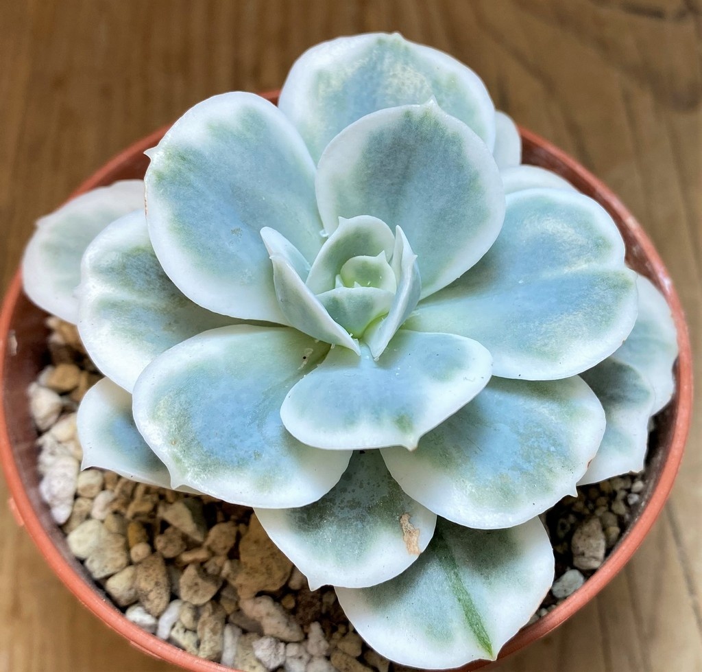 SH26014 Echeveria 'Lemon Lime'