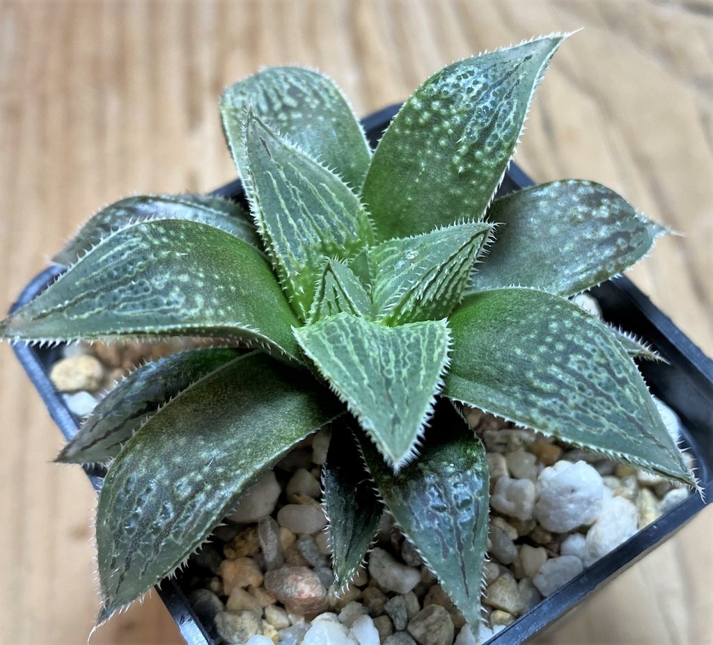 SH25952 Haworthia