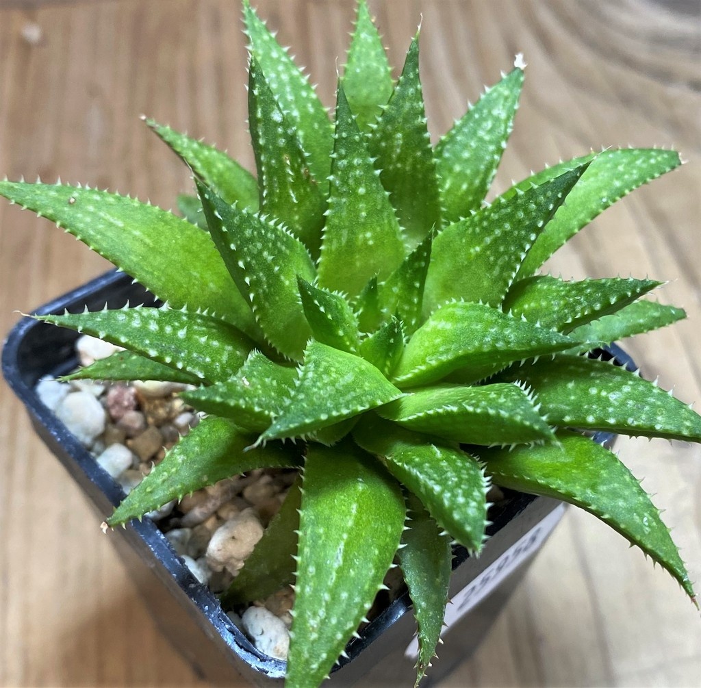 SH25958 Haworthia - Image 2