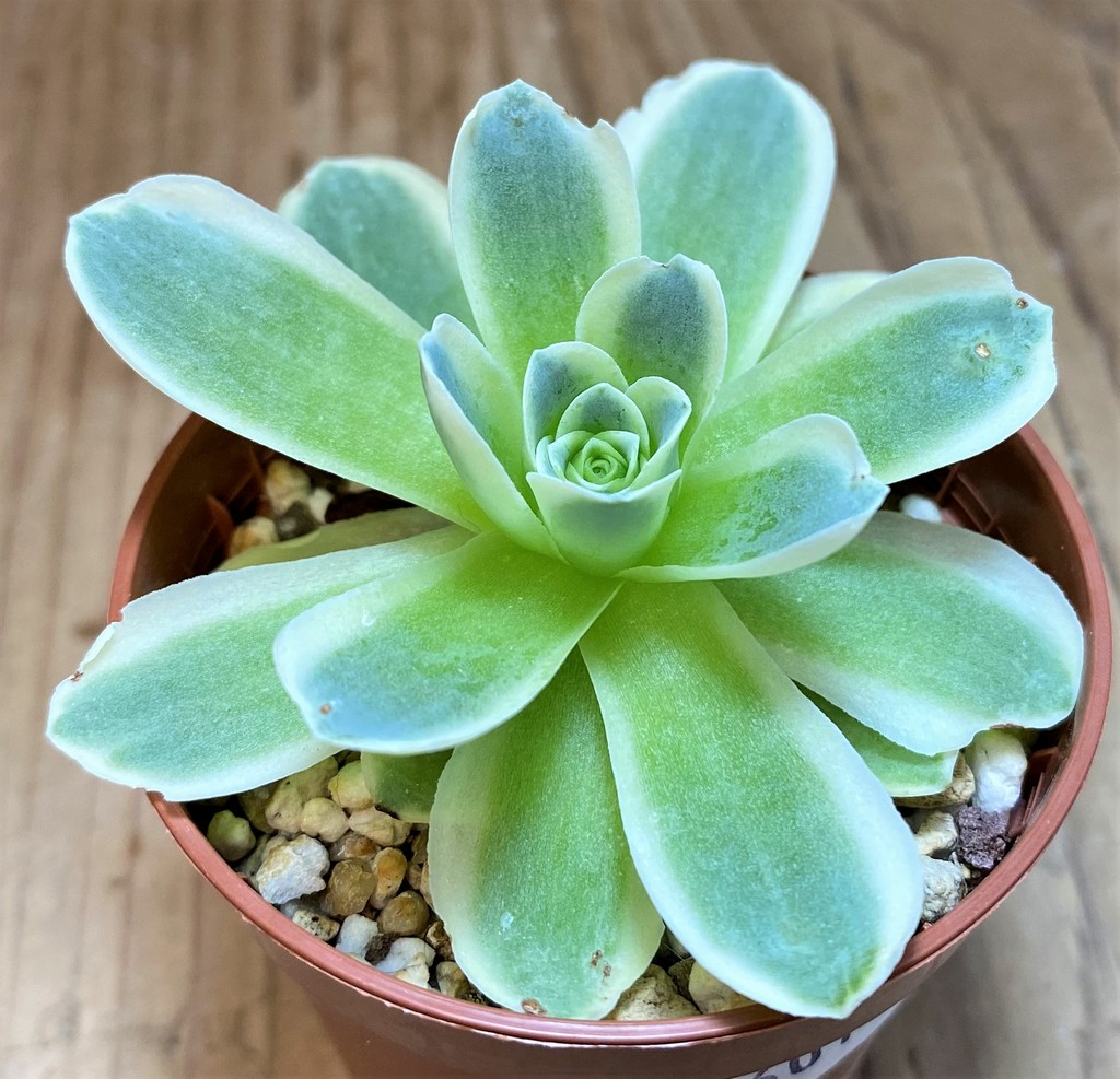 SH26016 Greenovia diplocycla f. variegata