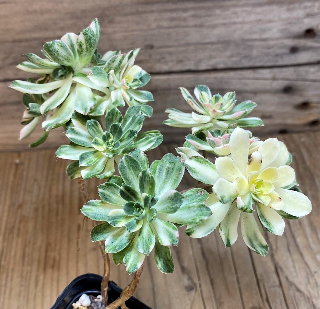 SH26019 Aeonium castello