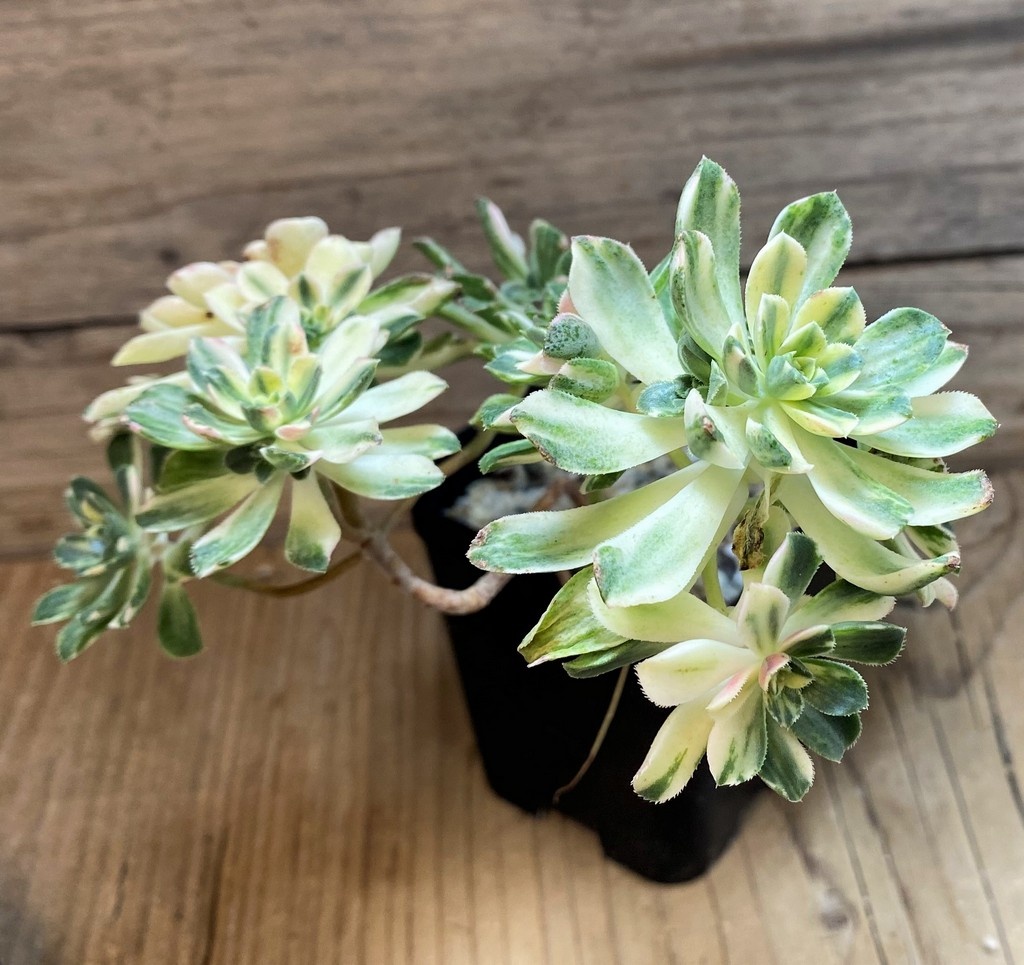 SH26019 Aeonium castello - Image 3