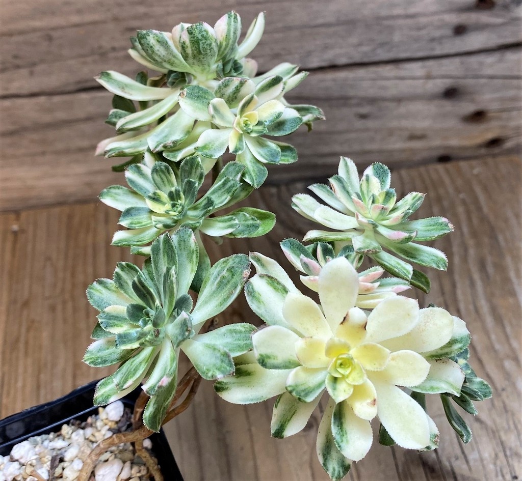 SH26019 Aeonium castello - Image 2