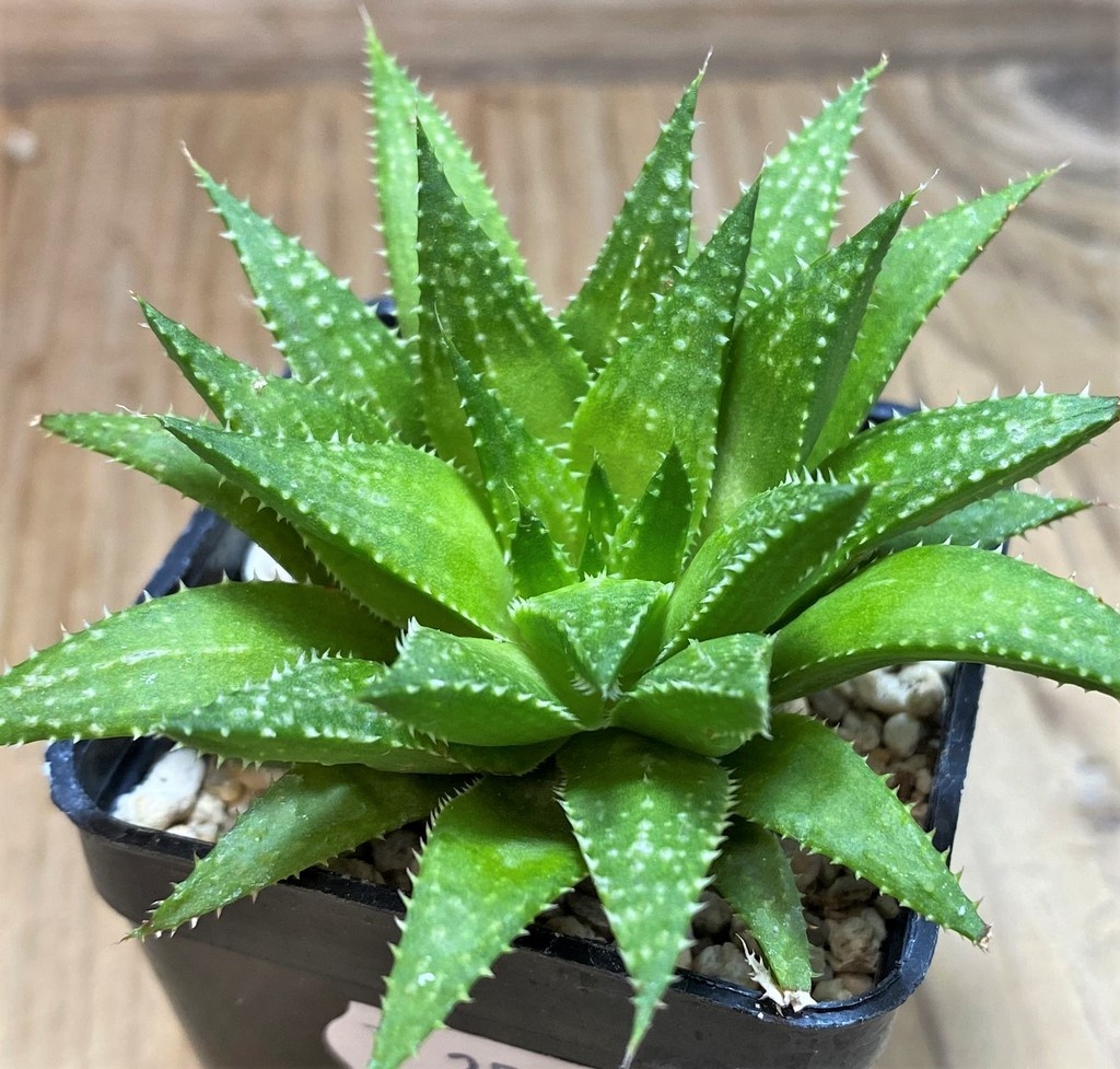 SH25958 Haworthia