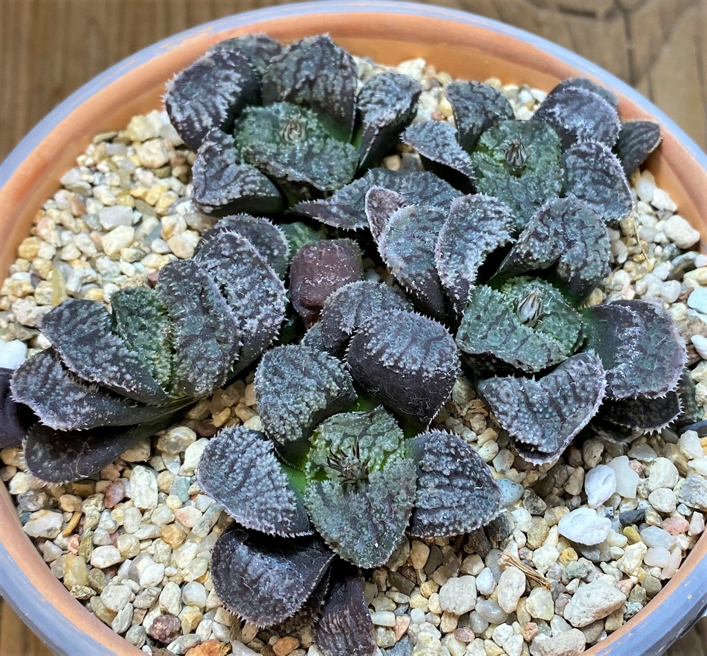 SH26020 Haworthia 'Mordor', 5 plants - Image 2