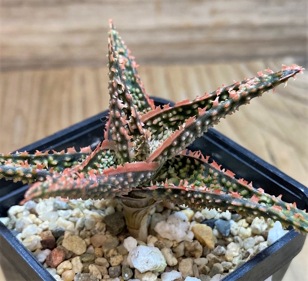 SH25960 Aloe TCT hybrid