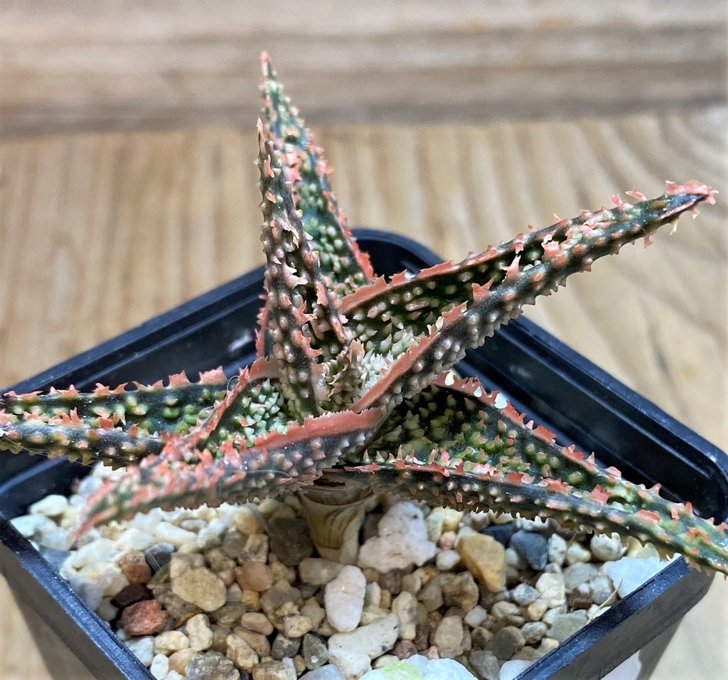 SH25960 Aloe TCT hybrid - Image 2