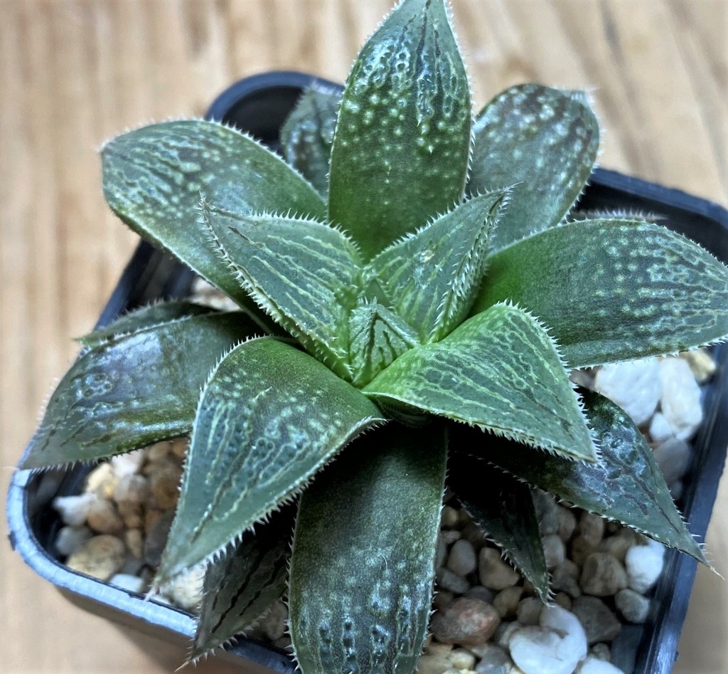 SH25952 Haworthia - Image 2