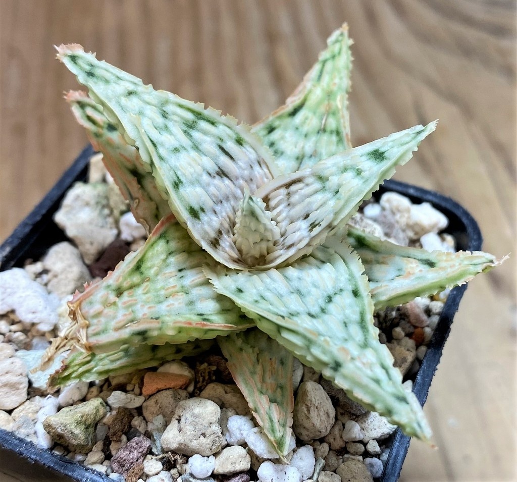 SH25963 Aloe TCT hybrid