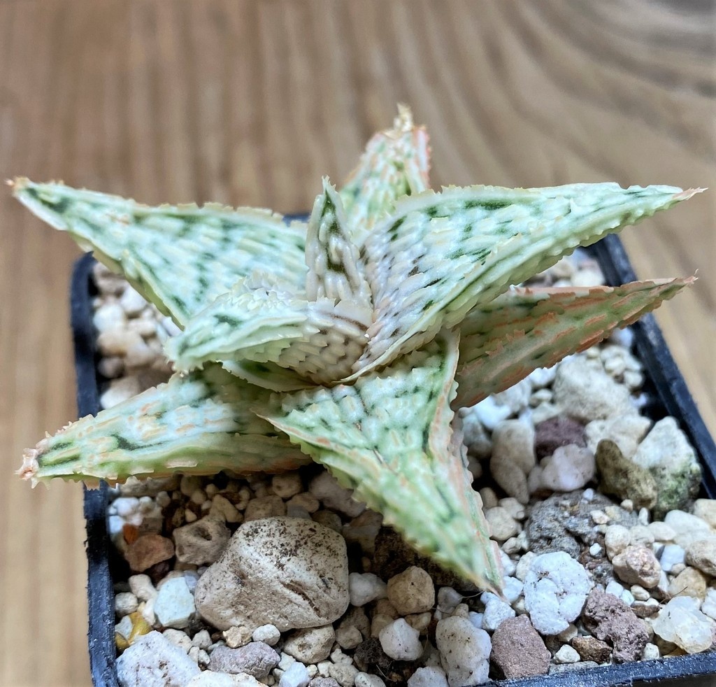 SH25963 Aloe TCT hybrid - Image 2