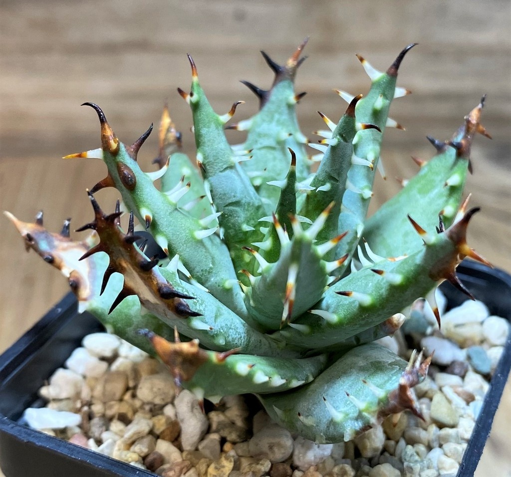 SH25966 Aloe erinacea - Image 3
