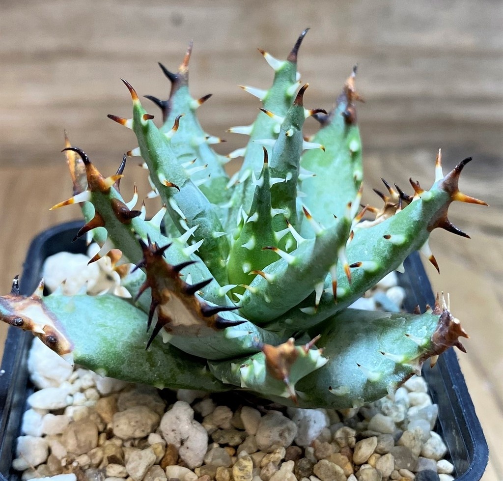 SH25966 Aloe erinacea - Image 2