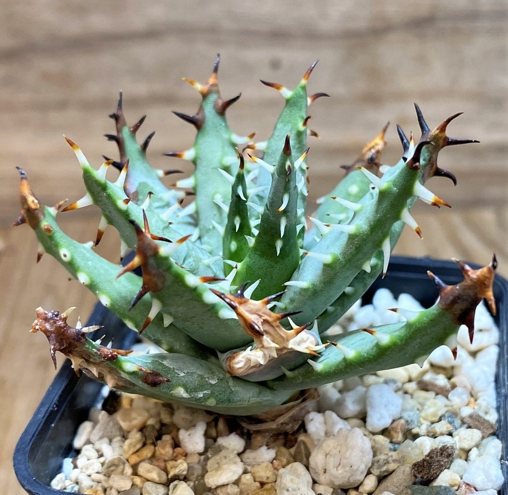 SH25966 Aloe erinacea