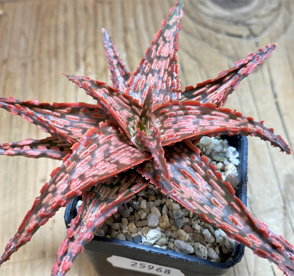 SH25968 Aloe TCT hybrid - Image 2
