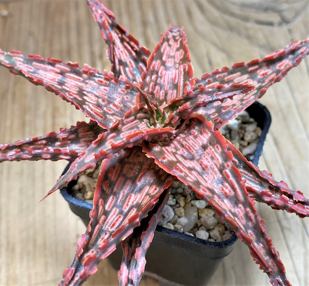 SH25968 Aloe TCT hybrid