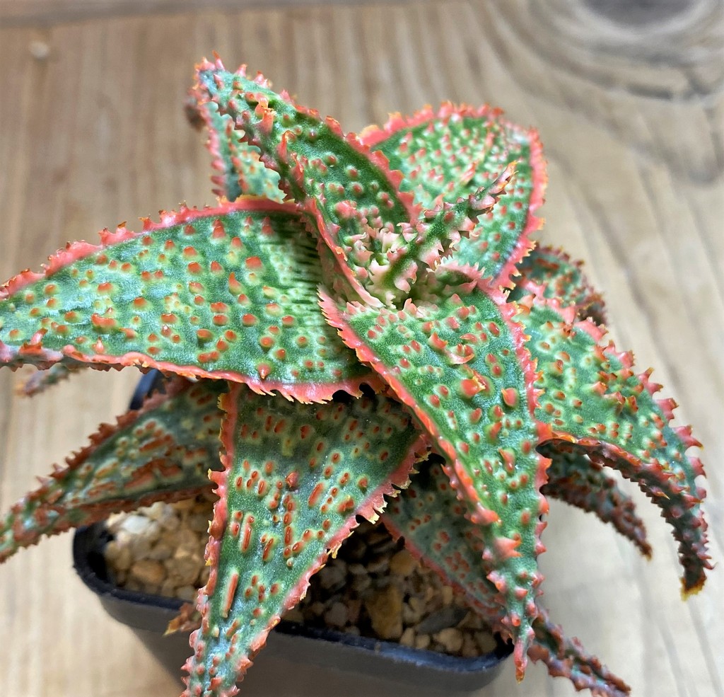 SH25969 Aloe TCT hybrid - Image 3