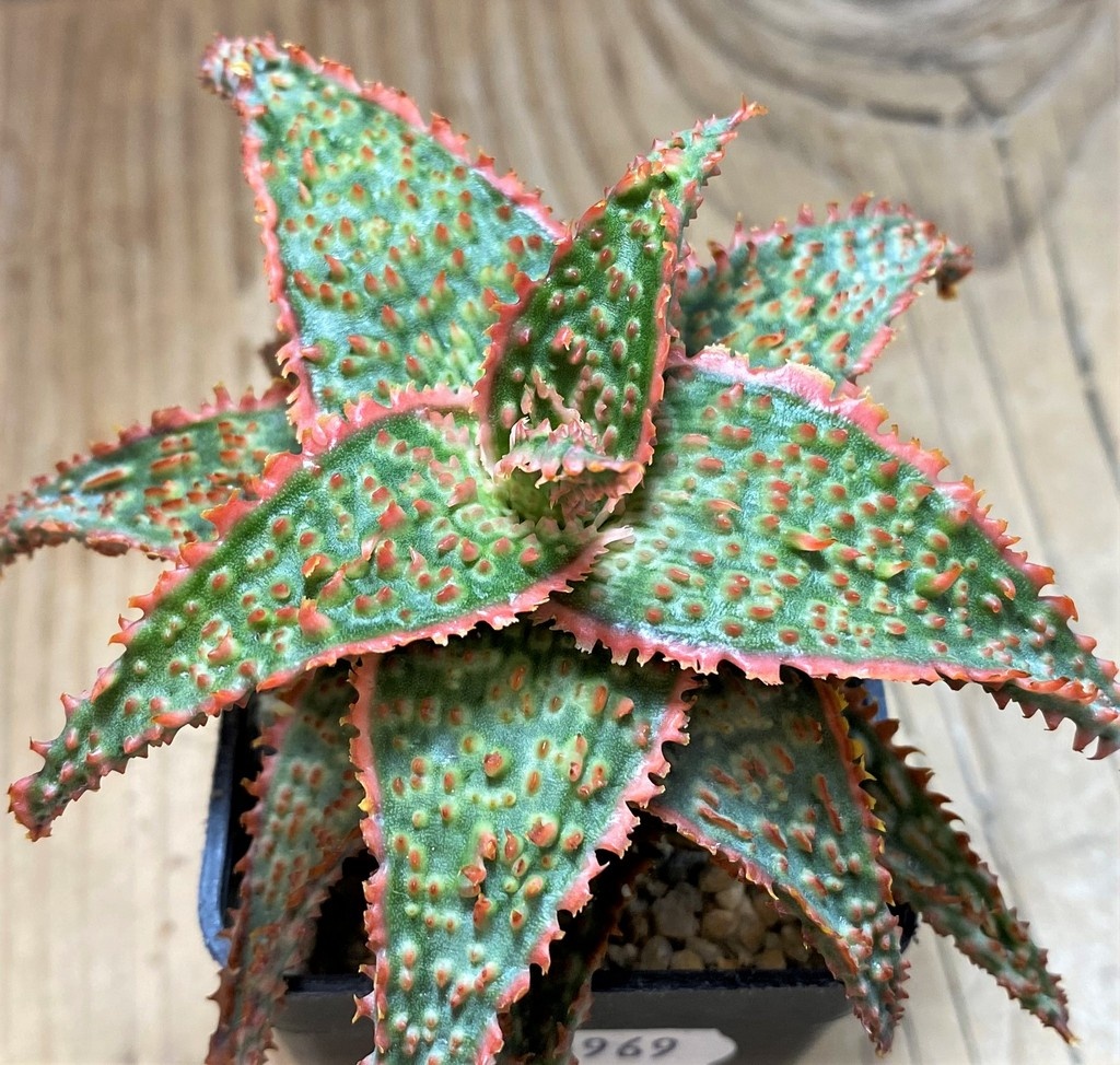 SH25969 Aloe TCT hybrid