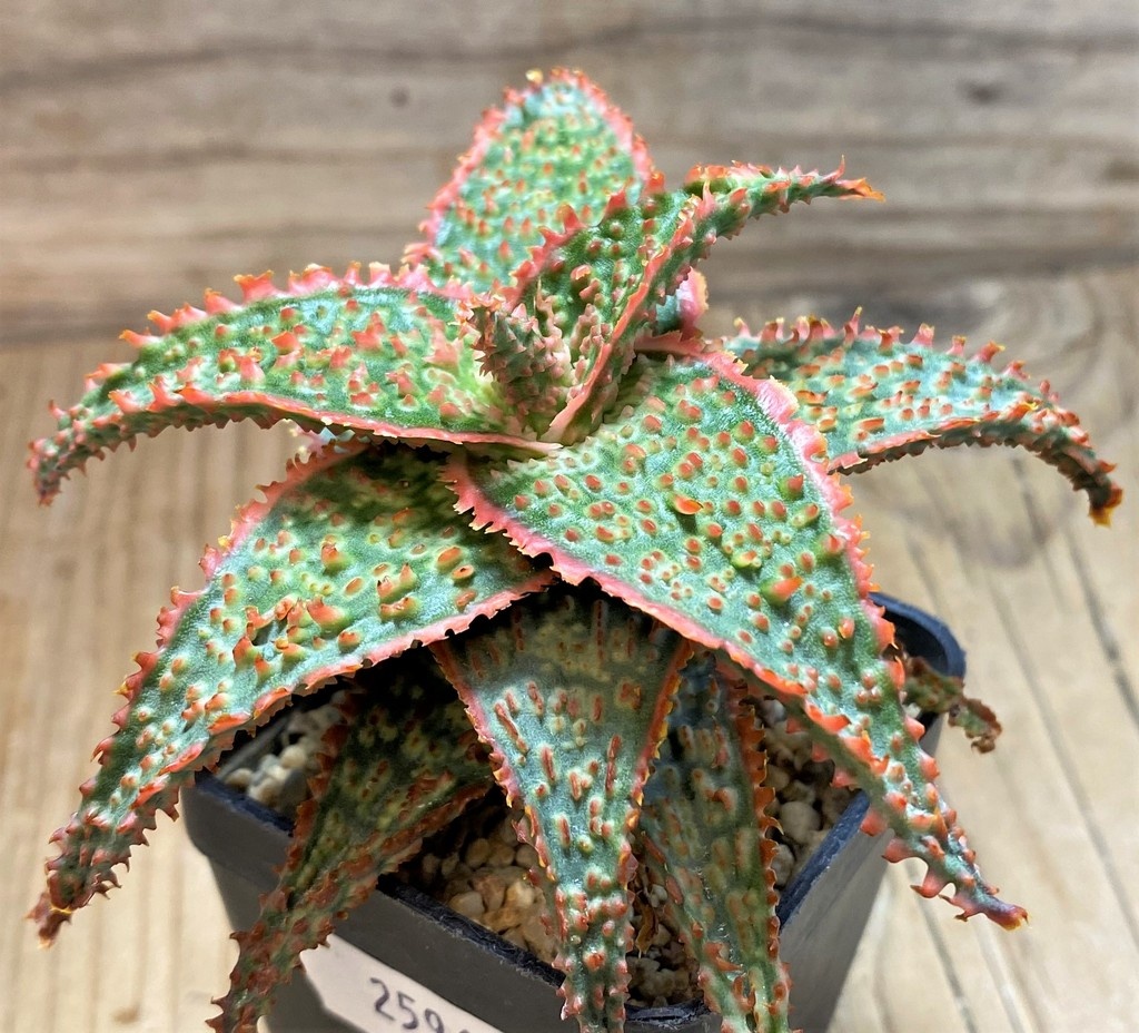 SH25969 Aloe TCT hybrid - Image 2