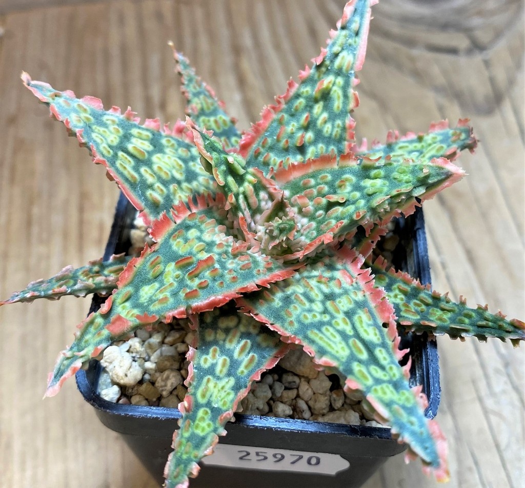 SH25970 Aloe TCT hybrid
