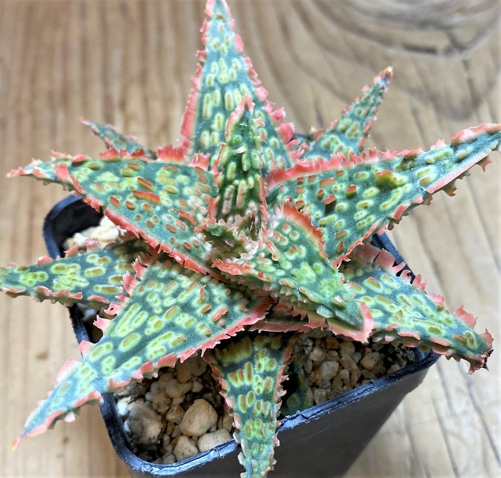SH25970 Aloe TCT hybrid - Image 2