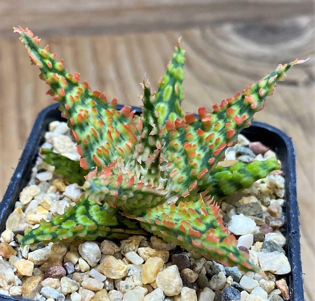 SH25973 Aloe TCT hybrid - Image 2