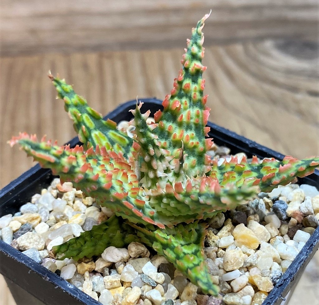 SH25973 Aloe TCT hybrid