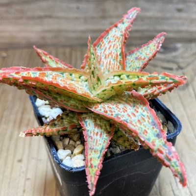 SH25982 Aloe TCT hybrid