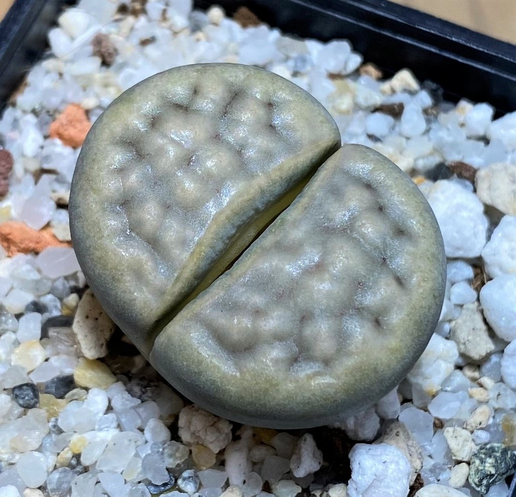 SH27106 Lithops karasmontana