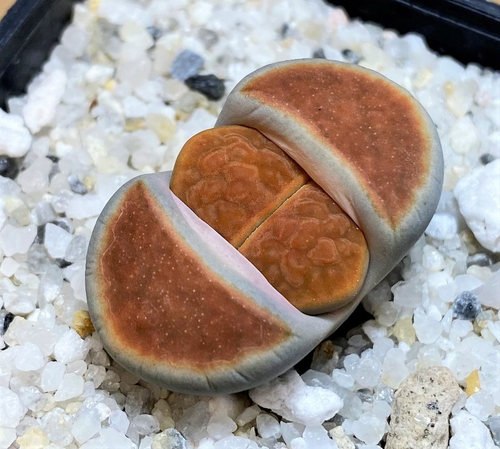 SH27108 Lithops karasmontana 'Top Red'