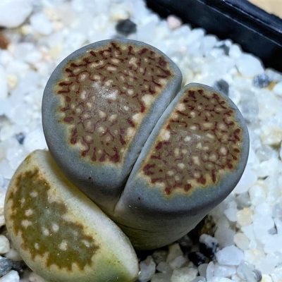 SH27111 Lithops julii ‘Kikushogiyoku’ hybrid