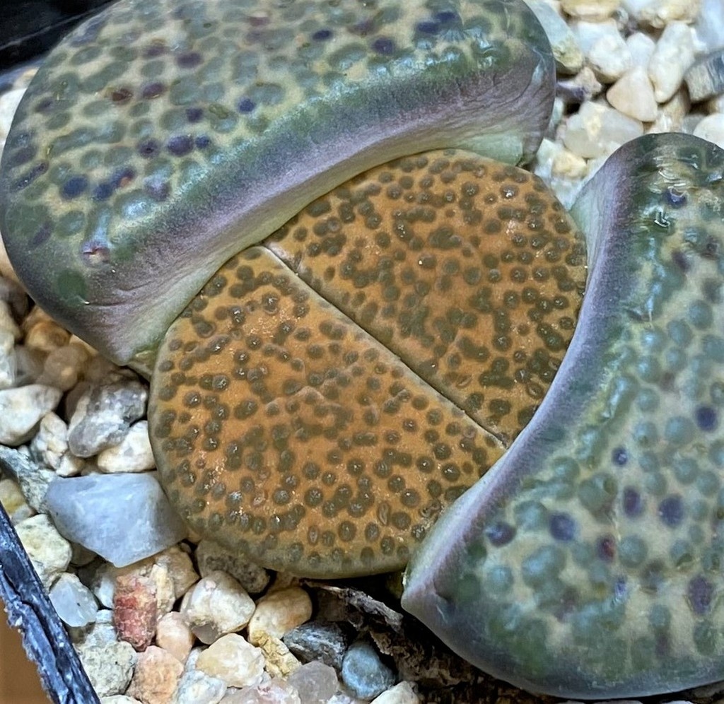 SH27112 Lithops fulviceps C284