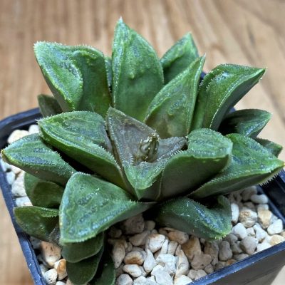 SH27073 Haworthia hybrid