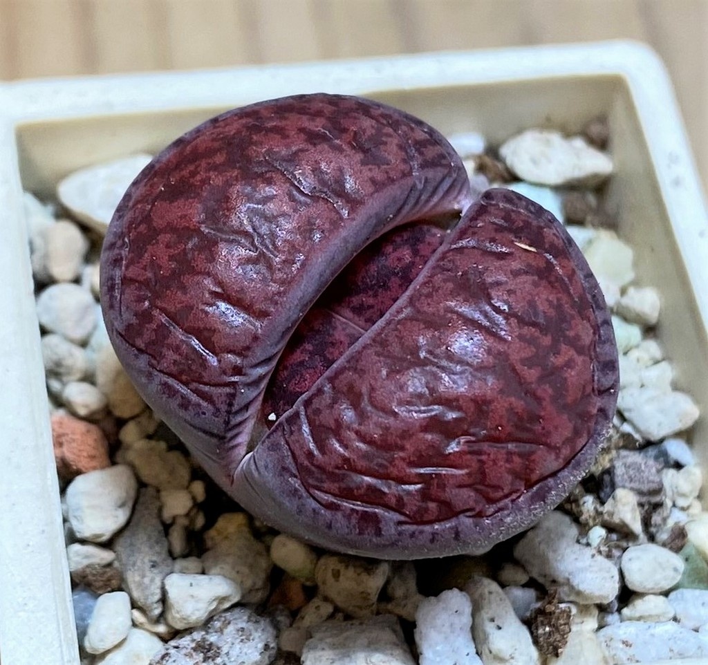 SH27114 Lithops lesliei ‘Fred’s Redhead’