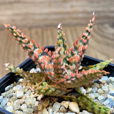 SH27122 Aloe TCT hybrid