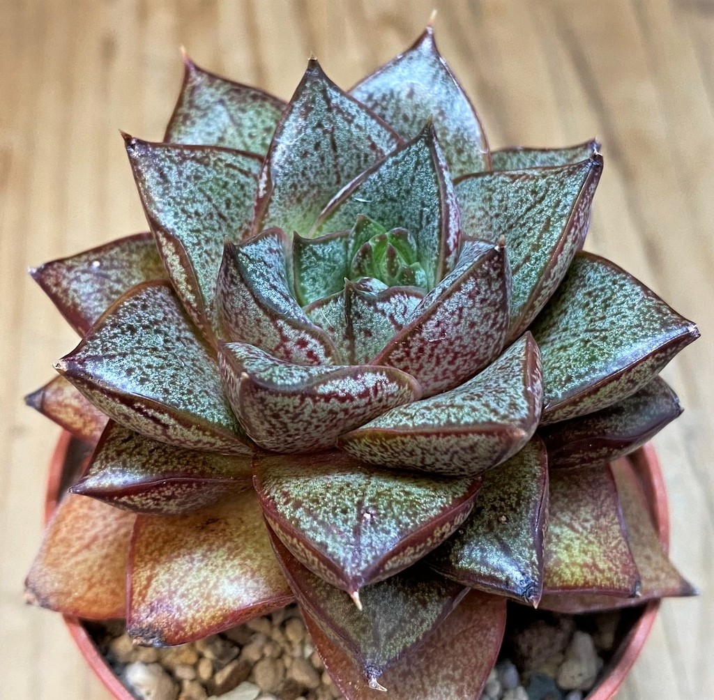 SH27129 Echeveria purpusorum - Image 2